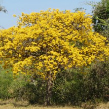 Tree with yellow flowers in Chiquitania
